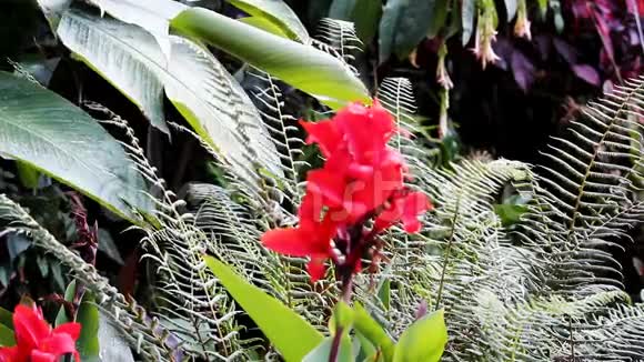 热带秘鲁南美洲的红花和绿色植物视频的预览图