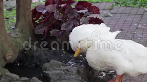 两只白鸭子住在一起视频的预览图