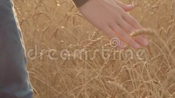 金色麦田里的农夫的手轻轻地抚摸麦穗慢动作视频的预览图