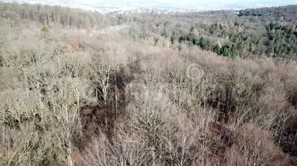 空中无人驾驶飞机在没有雪的冬天的森林中俯视视频的预览图