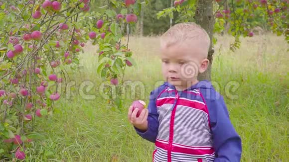 可爱的学龄前小男孩在有机农场吃红苹果健康食品收获视频的预览图