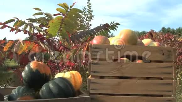 秋天的水果和蔬菜在水边视频的预览图