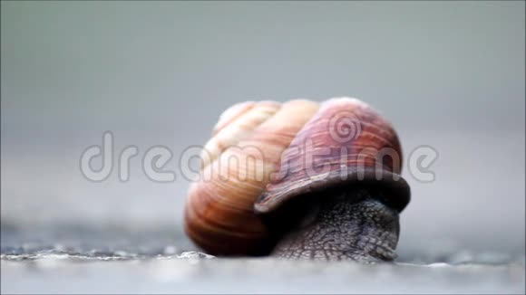 一只大蜗牛慢慢地从贝壳里出来视频的预览图