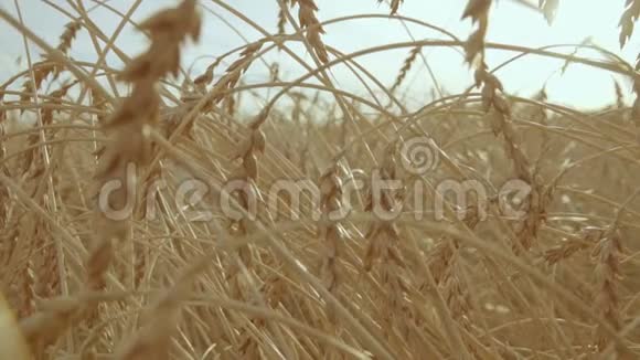 晴天的麦田小麦吐得快收获概念慢动作视频的预览图