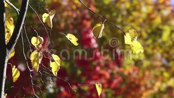 树在秋天的背景下叶子视频的预览图