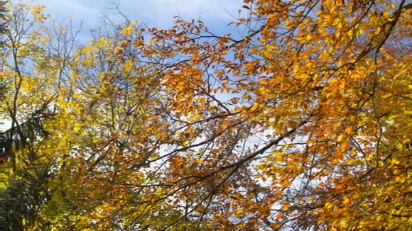 金色的秋天视频的预览图