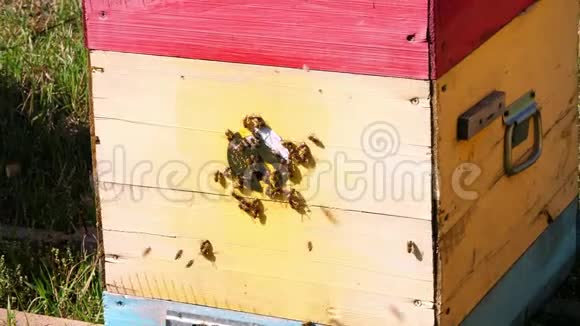 很多蜜蜂在蜂巢入口在阳光明媚的日子里蜜蜂成群结队地飞来飞去农场蜂蜜视频的预览图