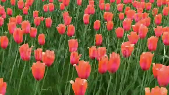 一群红色郁金香在公园里平稳地滑动着春天的风景视频的预览图