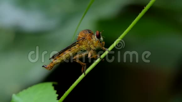 强盗蝇科是热带雨林枝上害虫的天敌视频的预览图