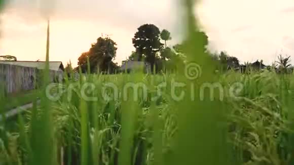 稻田吹吹风视频的预览图