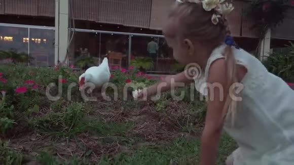 白鸭绕着花坛走来走去家人看着她的股票录像视频的预览图