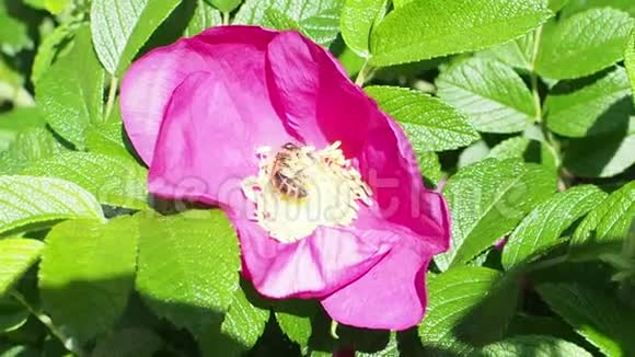 蜜蜂从粉红色的玫瑰花中收集花粉视频的预览图