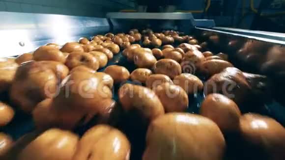 工厂输送机正在运输新鲜土豆视频的预览图