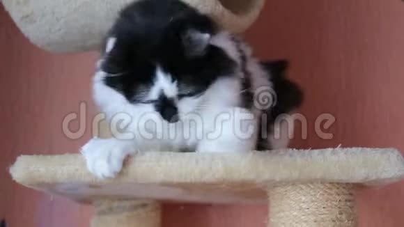 黑白可爱的活跃猫在猫屋玩玩具视频的预览图