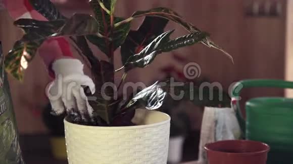 园丁在盆栽中抚育植物视频的预览图