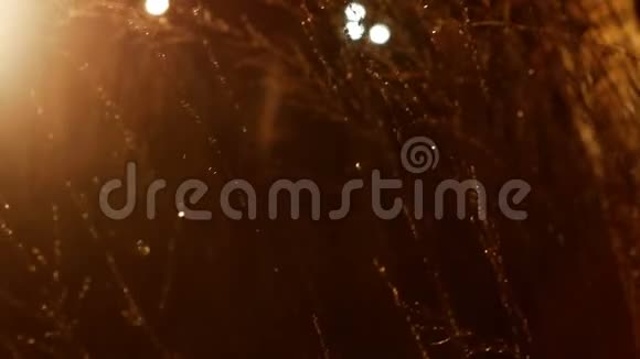 雨中的草在灯笼里发光视频的预览图