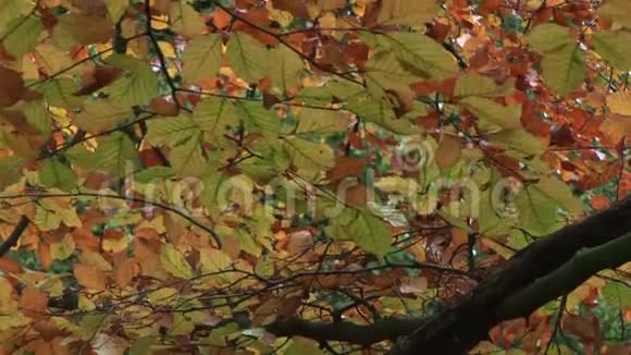 英国海滩树的秋天视频的预览图