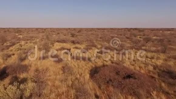 一群水牛站在纳米比亚的大草原上视频的预览图