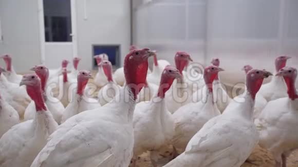 小火鸡在家禽养殖场的房间里走来走去视频的预览图
