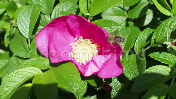 蜜蜂从粉红的玫瑰花中收集花粉视频的预览图