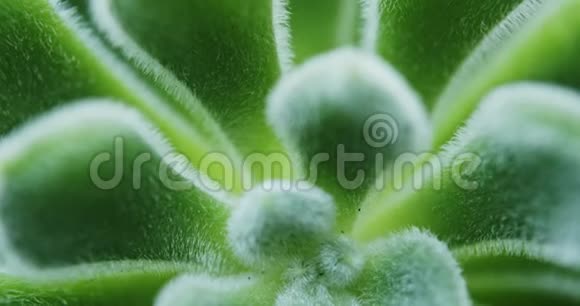 绿色山茱萸肉质植物视频的预览图