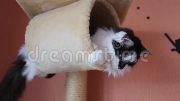 黑白可爱的活跃猫在猫屋玩玩具视频的预览图