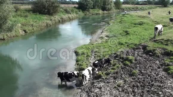 泥里的牛视频的预览图