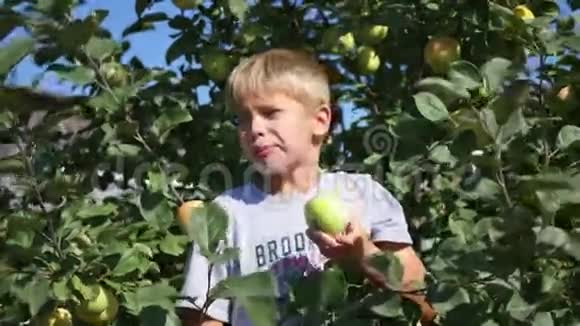 苹果树附近的小孩吃苹果视频的预览图