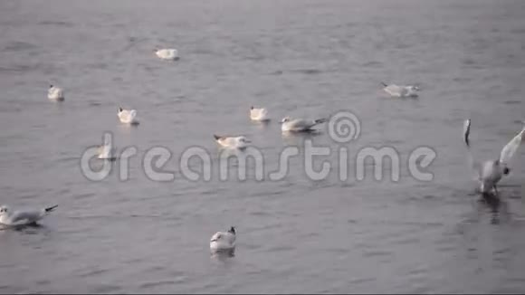 河上的海鸥波浪很小视频的预览图