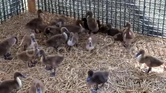 农场里一群小鸭子在吃食物视频的预览图