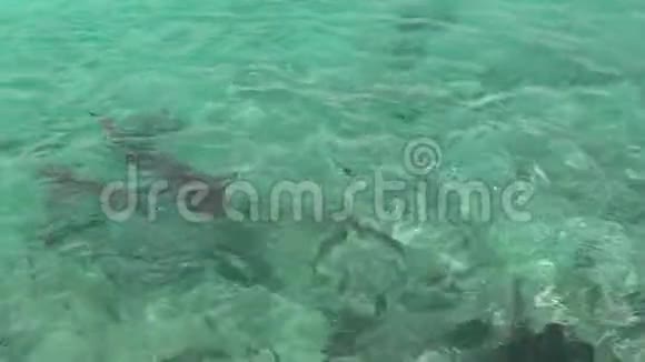 令人惊叹的大西洋绿松石水巴哈马野生鱼类正在捕猎食物华丽的鲨鱼和食人鱼视频的预览图