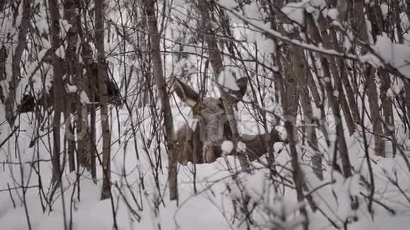 美丽的棕色大驼鹿妈妈和小牛在寒冷的深雪白桦林中北极圈休息视频的预览图