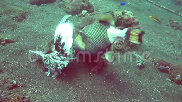 触发鱼是死海鸥在水下神奇美丽的海底世界印度尼西亚巴厘岛及其居民的生活视频的预览图