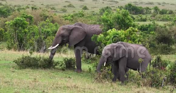 非洲大象非洲小象母亲和小牛吃布什马赛马拉公园在肯尼亚视频的预览图