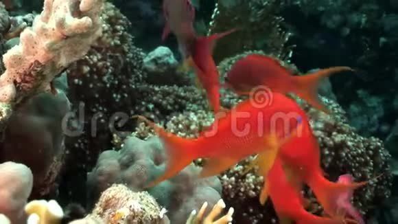 红海海底珊瑚中神奇鲈鱼学校的特写视频的预览图