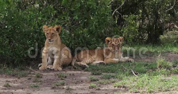 非洲狮子美洲狮幼熊休息马赛马拉公园在肯尼亚视频的预览图