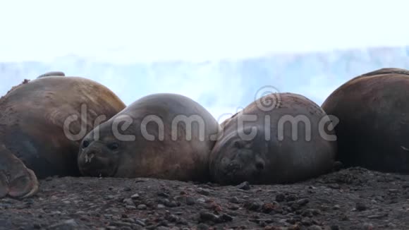 一群海豹躺在鹅卵石上休息视频的预览图