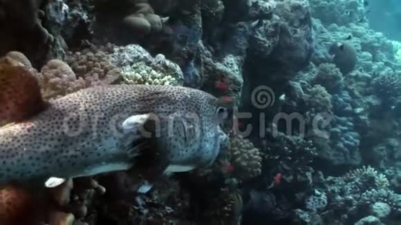 特写迪奥顿鱼刺猬豪猪鱼水下红海视频的预览图
