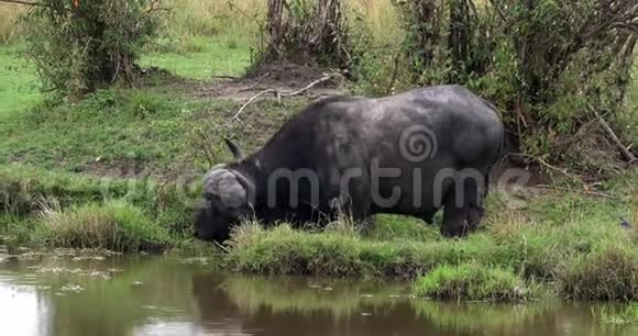 非洲水牛切角肯尼亚马塞马拉公园沼泽的成人喂养视频的预览图