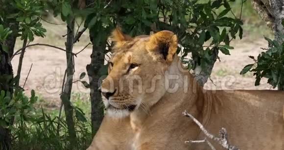 非洲狮豹狮子女性肖像肯尼亚马赛马拉公园视频的预览图