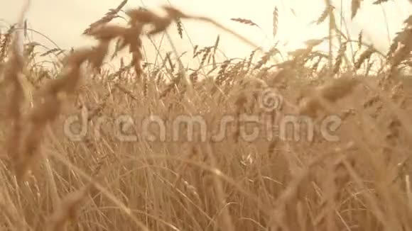 镜头缓慢地穿过金色麦田成熟的麦穗收获视频的预览图