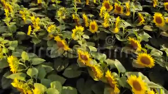 开花向日葵的田野俯视视频的预览图