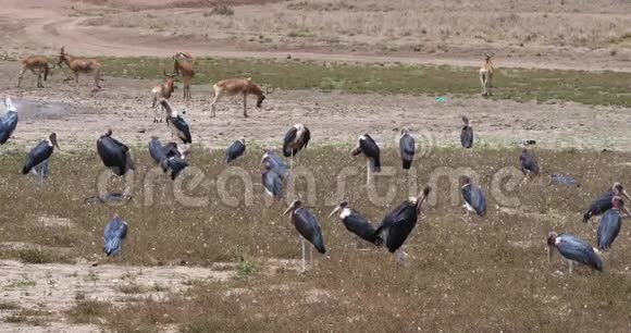 MarabouStorkCrumeniferusWater附近肯尼亚内罗毕公园视频的预览图