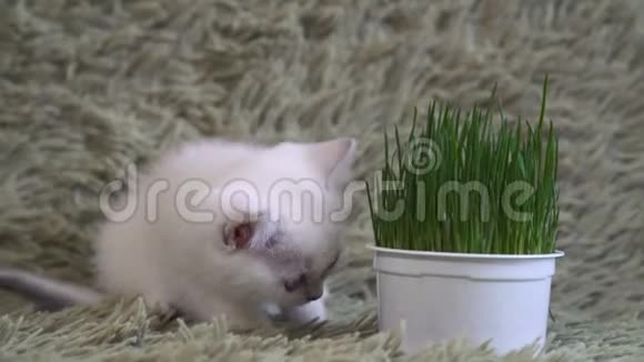 白幼猫嗅着盆栽的草视频的预览图