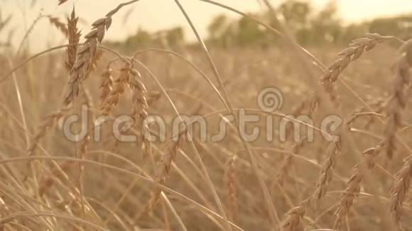 成熟小麦的耳朵在风中缓慢移动夕阳下的金色田野视频的预览图