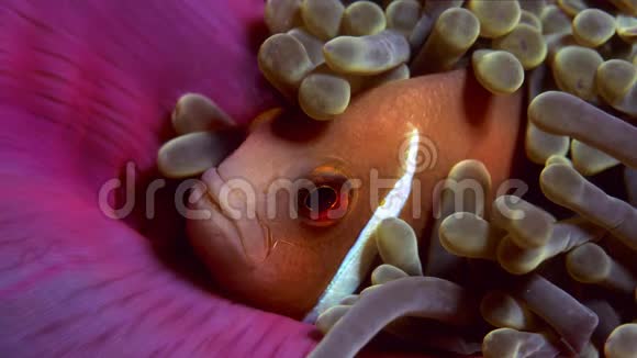 粉红色的海葵躲在海葵里动画是Stillphoto视频的预览图