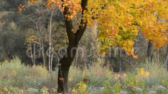 秋天有黄叶的树视频的预览图