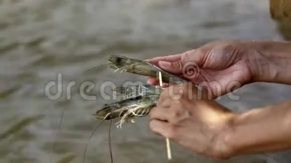 薄木棍上的护手虾视频的预览图