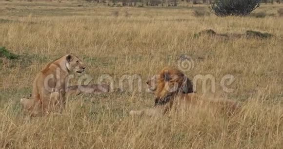 非洲狮子潘特拉里奥派马廷马赛马拉公园在肯尼亚视频的预览图