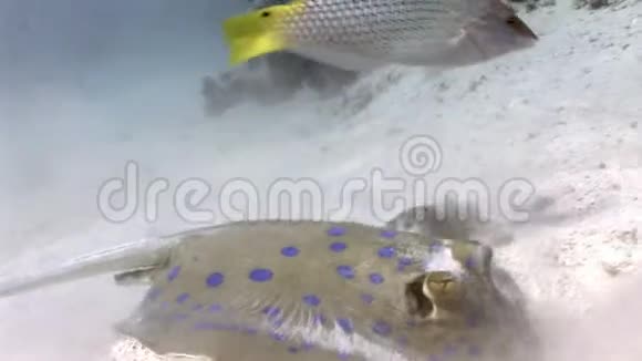 有兴趣的鱼看着浸在海沙里的蓝盆黄貂鱼视频的预览图